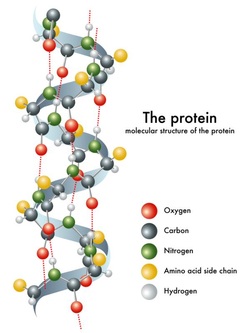 Basics - Proteins & Amino Acids